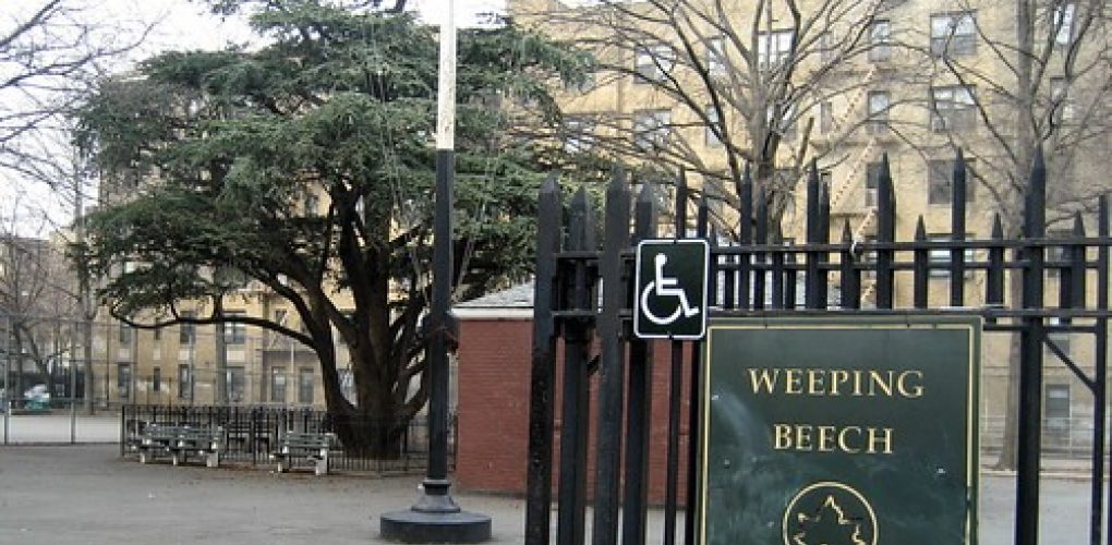 NYC Parks Weeping Beech Park Playground Reconstruction