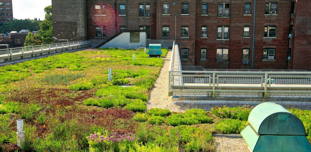 NYCDEP Green Infrastructure - School Green Roofs
