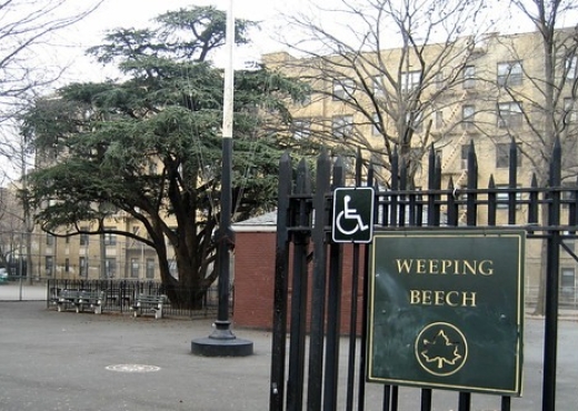 NYC Parks Weeping Beech Park Playground Reconstruction
